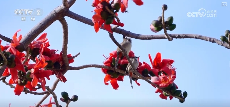 好风景变身好“钱”景 鸟语花香点亮“春日经济”新活力 好风景变身好“钱”景 鸟语花香点亮“春日经济”新活力