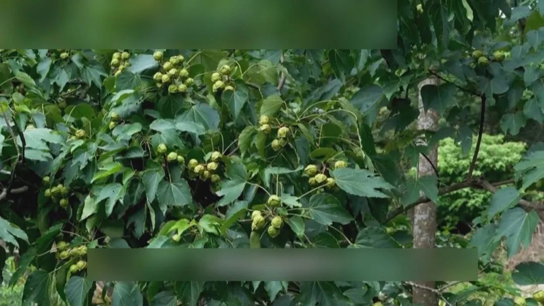 多人腹痛呕吐送医，疾控提醒：不要采摘！