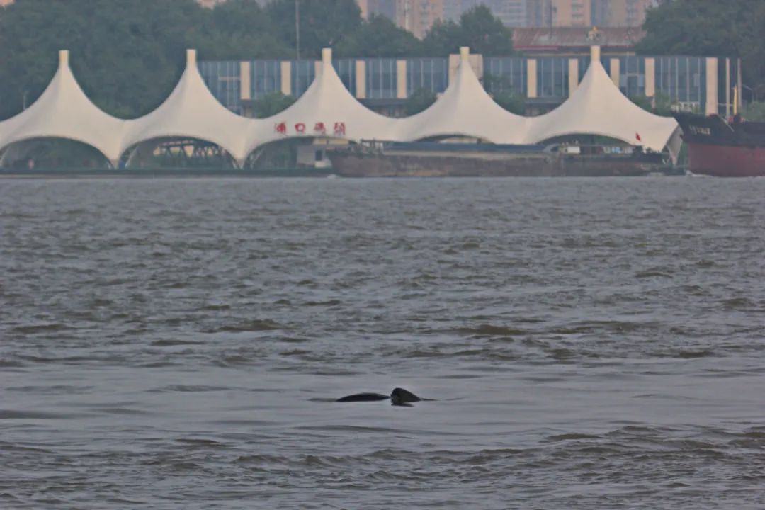 南京将直冲23°C！“顶流”营业中