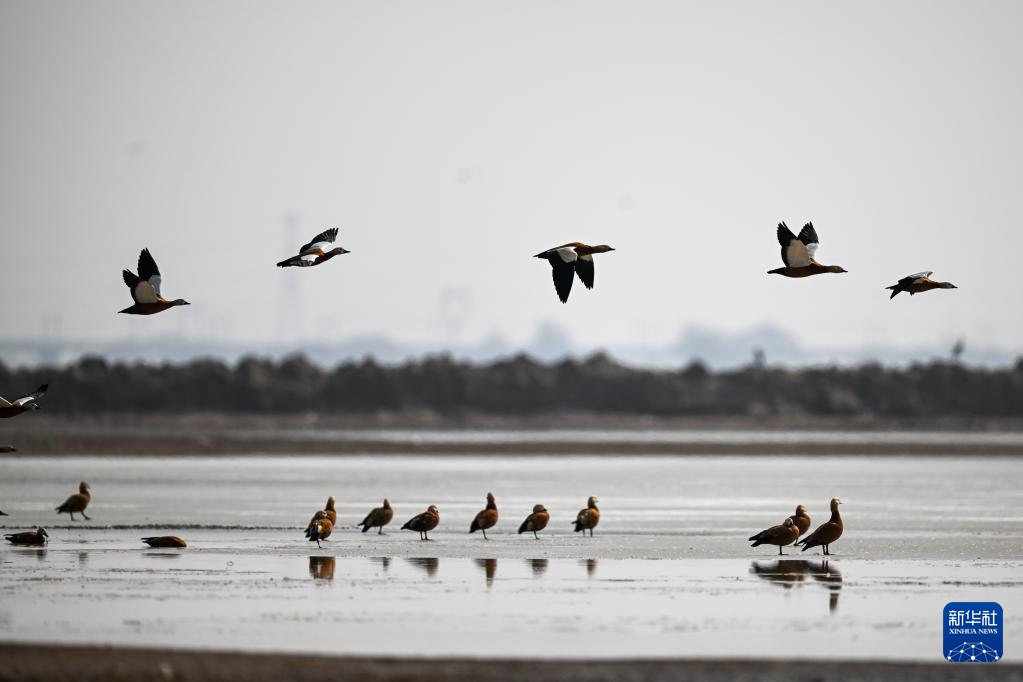 大批候鸟飞抵呼和浩特海流水库 大批候鸟飞抵呼和浩特海流水库