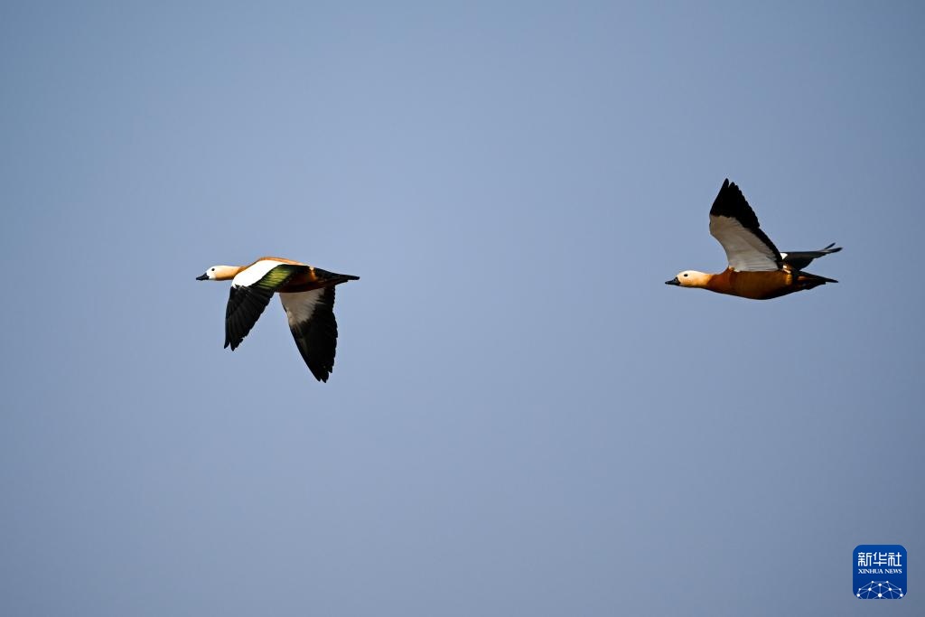 大批候鸟飞抵呼和浩特海流水库 大批候鸟飞抵呼和浩特海流水库