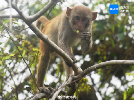 萌态十足！三亚一景区内猕猴在觅食