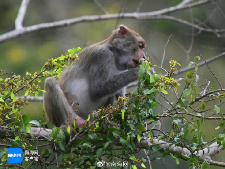 萌态十足！三亚一景区内猕猴在觅食