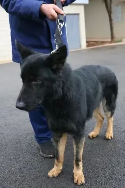 “考编”失利，云南16只搜救犬等你带回家→