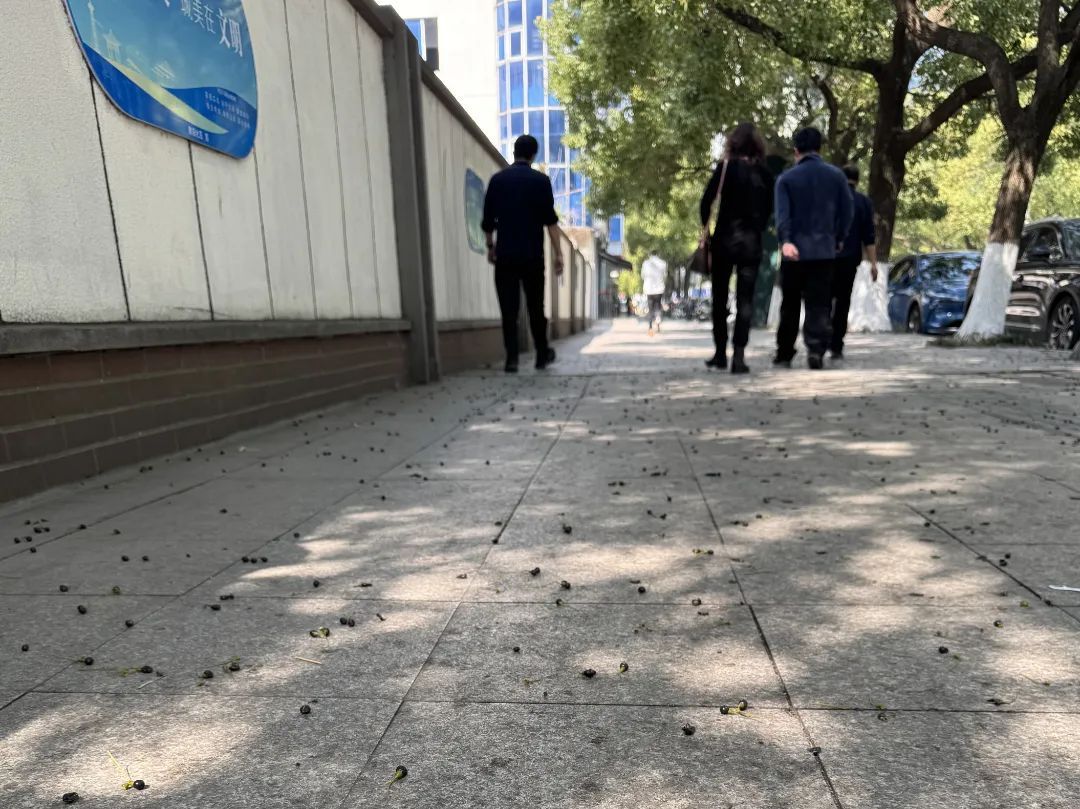 不要捡！不要吃！街头出现这些“黑果子”