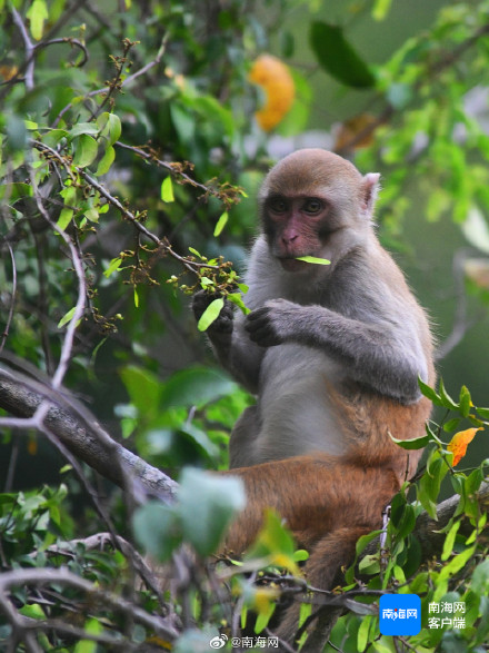 萌态十足！三亚一景区内猕猴在觅食
