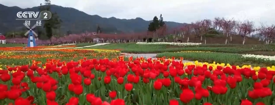 好风景变身好“钱”景 鸟语花香点亮“春日经济”新活力 好风景变身好“钱”景 鸟语花香点亮“春日经济”新活力