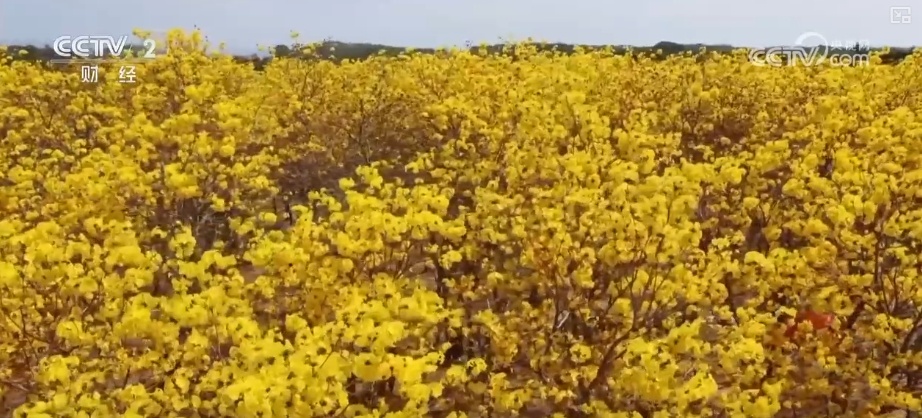 好风景变身好“钱”景 鸟语花香点亮“春日经济”新活力 好风景变身好“钱”景 鸟语花香点亮“春日经济”新活力
