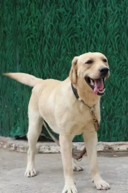 “考编”失利，云南16只搜救犬等你带回家→