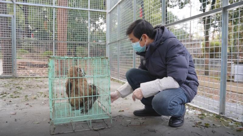 江西分宜：警民携手救助受伤雕鸮