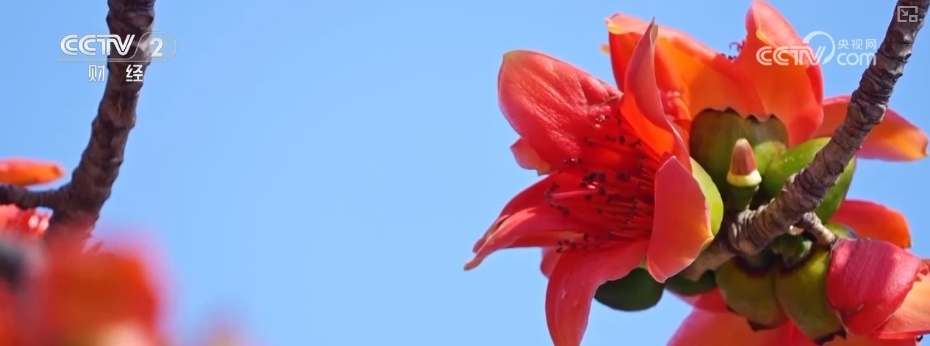 好风景变身好“钱”景 鸟语花香点亮“春日经济”新活力 好风景变身好“钱”景 鸟语花香点亮“春日经济”新活力