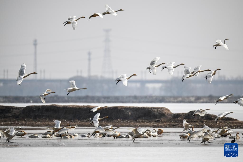 大批候鸟飞抵呼和浩特海流水库 大批候鸟飞抵呼和浩特海流水库