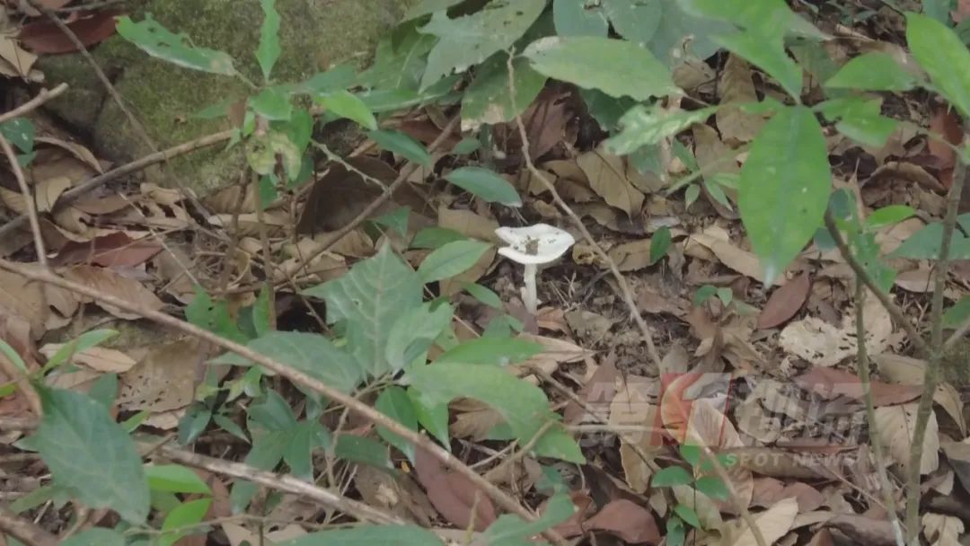 多人腹痛呕吐送医，疾控提醒：不要采摘！