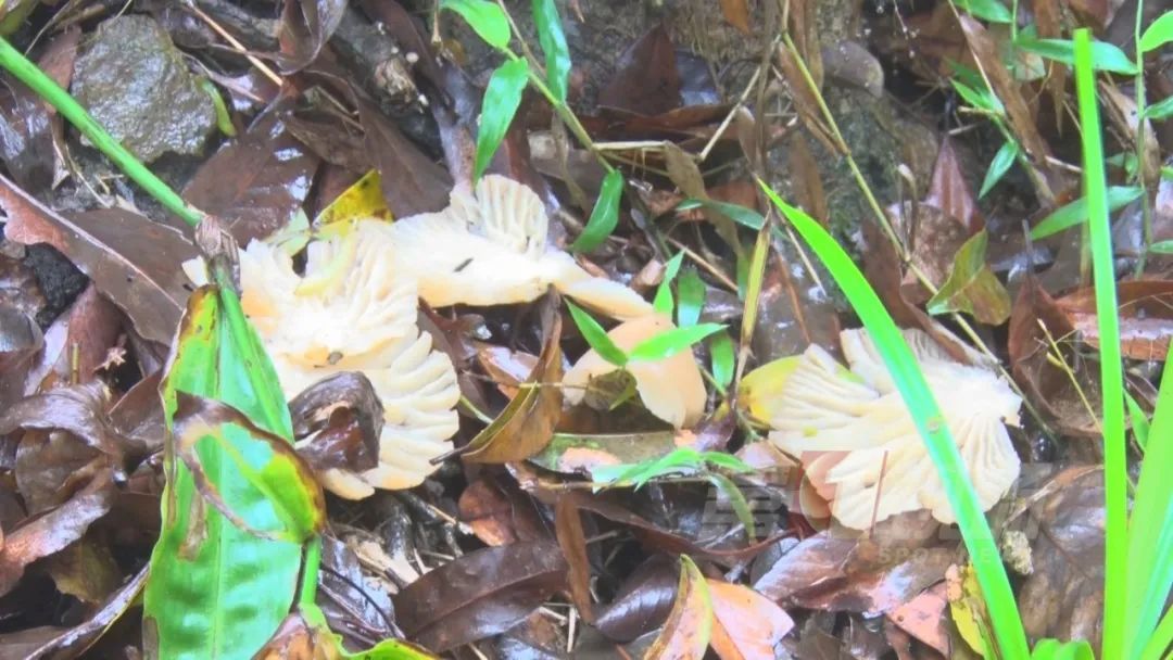 多人腹痛呕吐送医，疾控提醒：不要采摘！