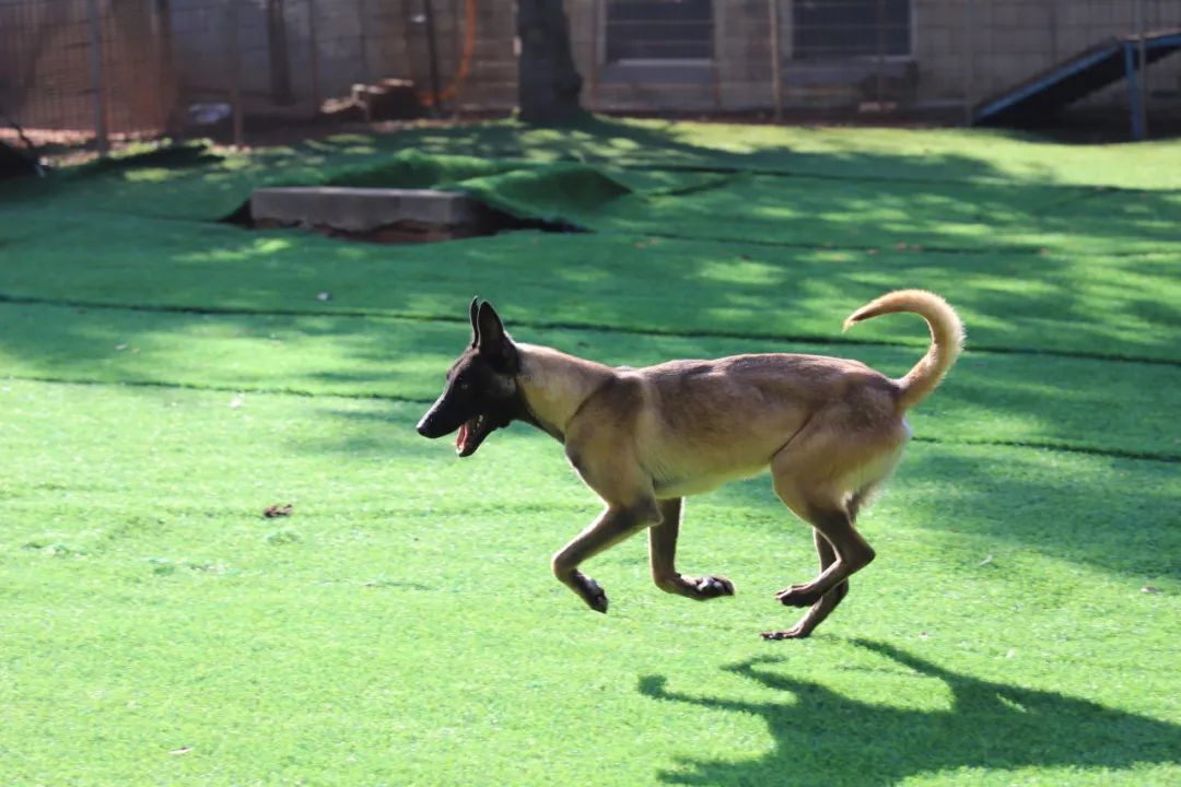 “考编”失利，云南16只搜救犬等你带回家→