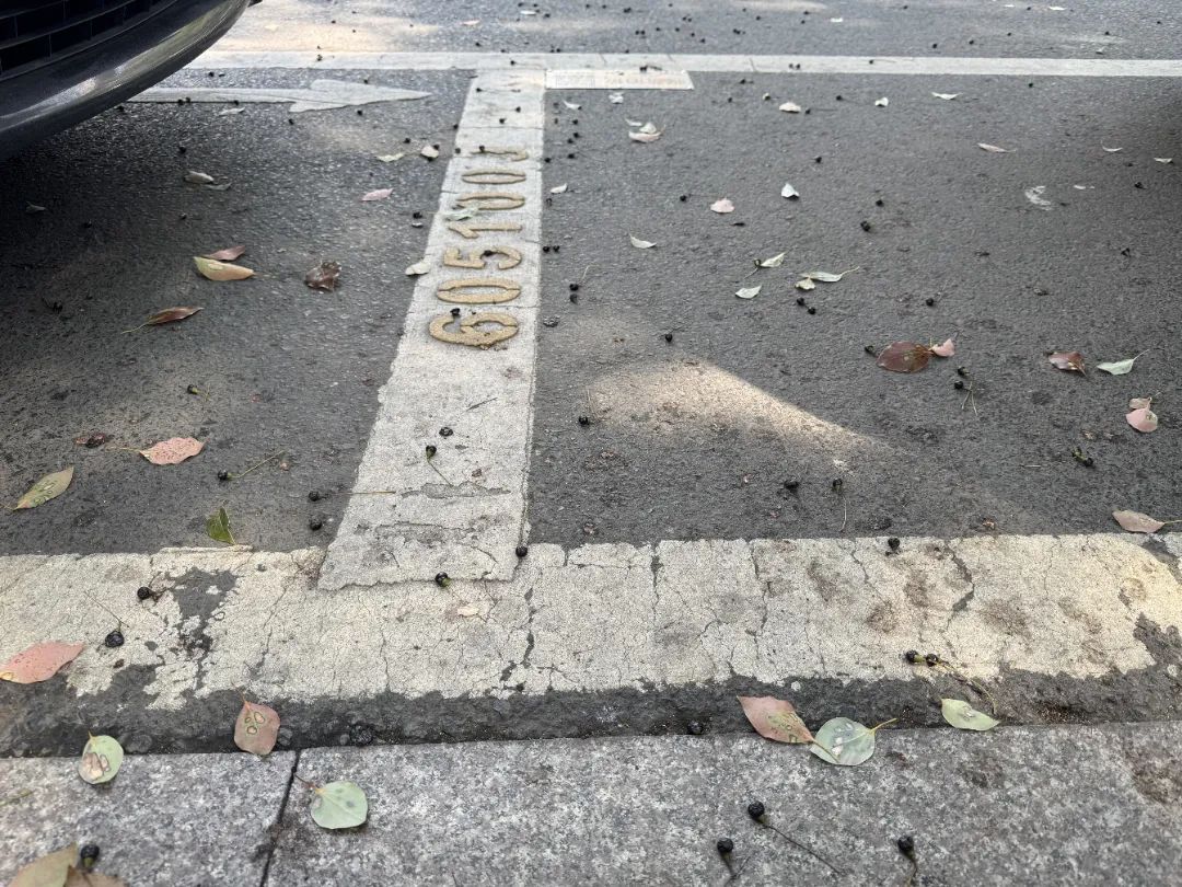 不要捡！不要吃！街头出现这些“黑果子”