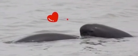 南京将直冲23°C！“顶流”营业中