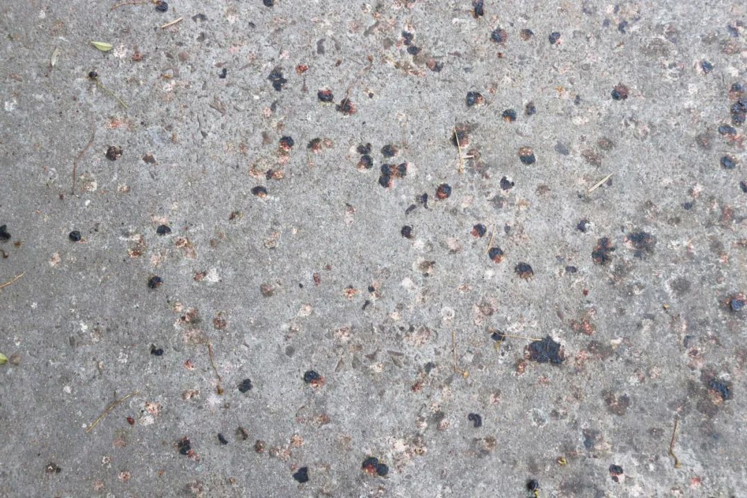 不要捡！不要吃！街头出现这些“黑果子”