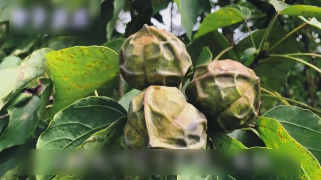 多人腹痛呕吐送医，疾控提醒：不要采摘！