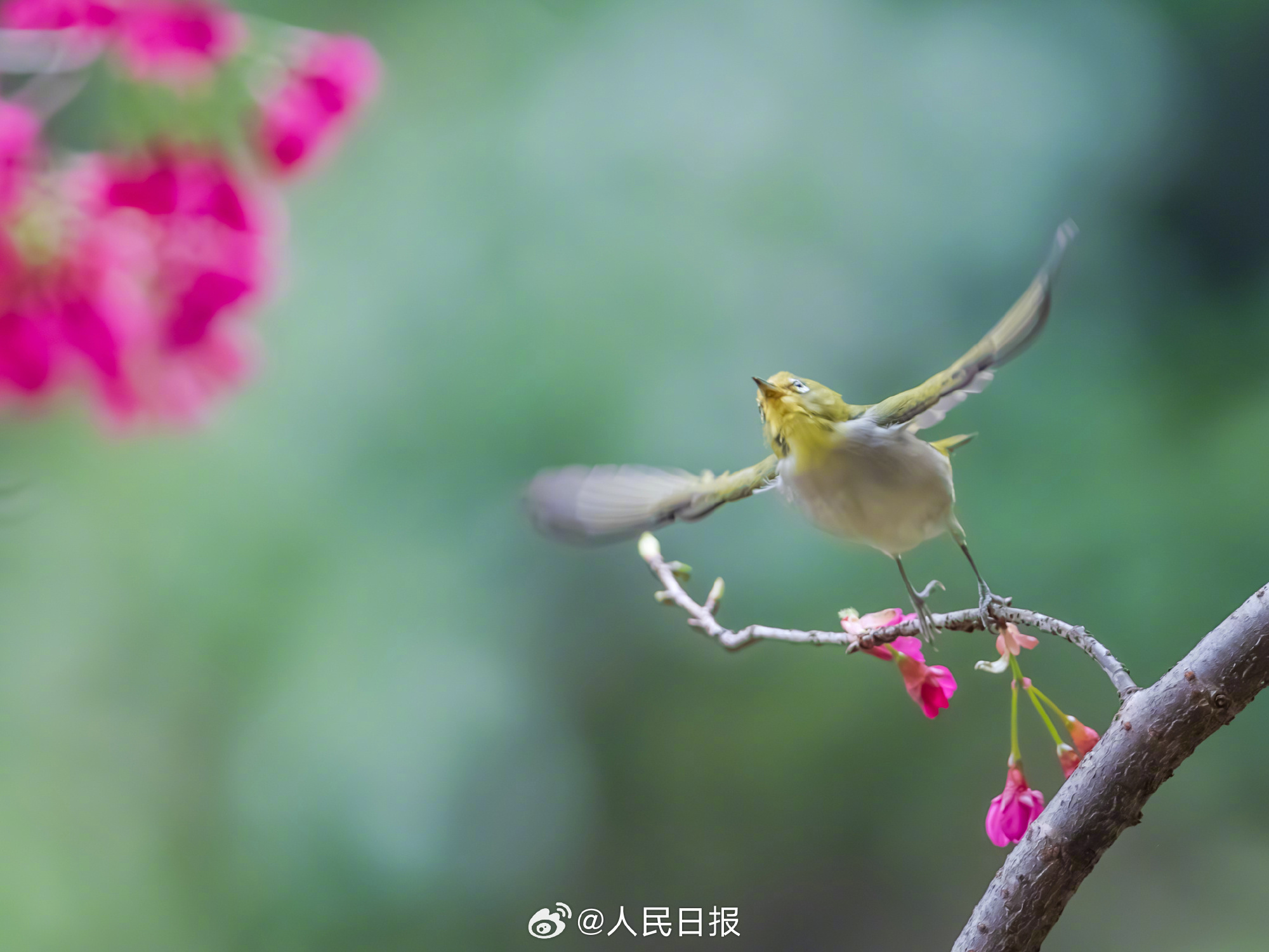 是春天啊！小鸟花间飞舞清新灵动