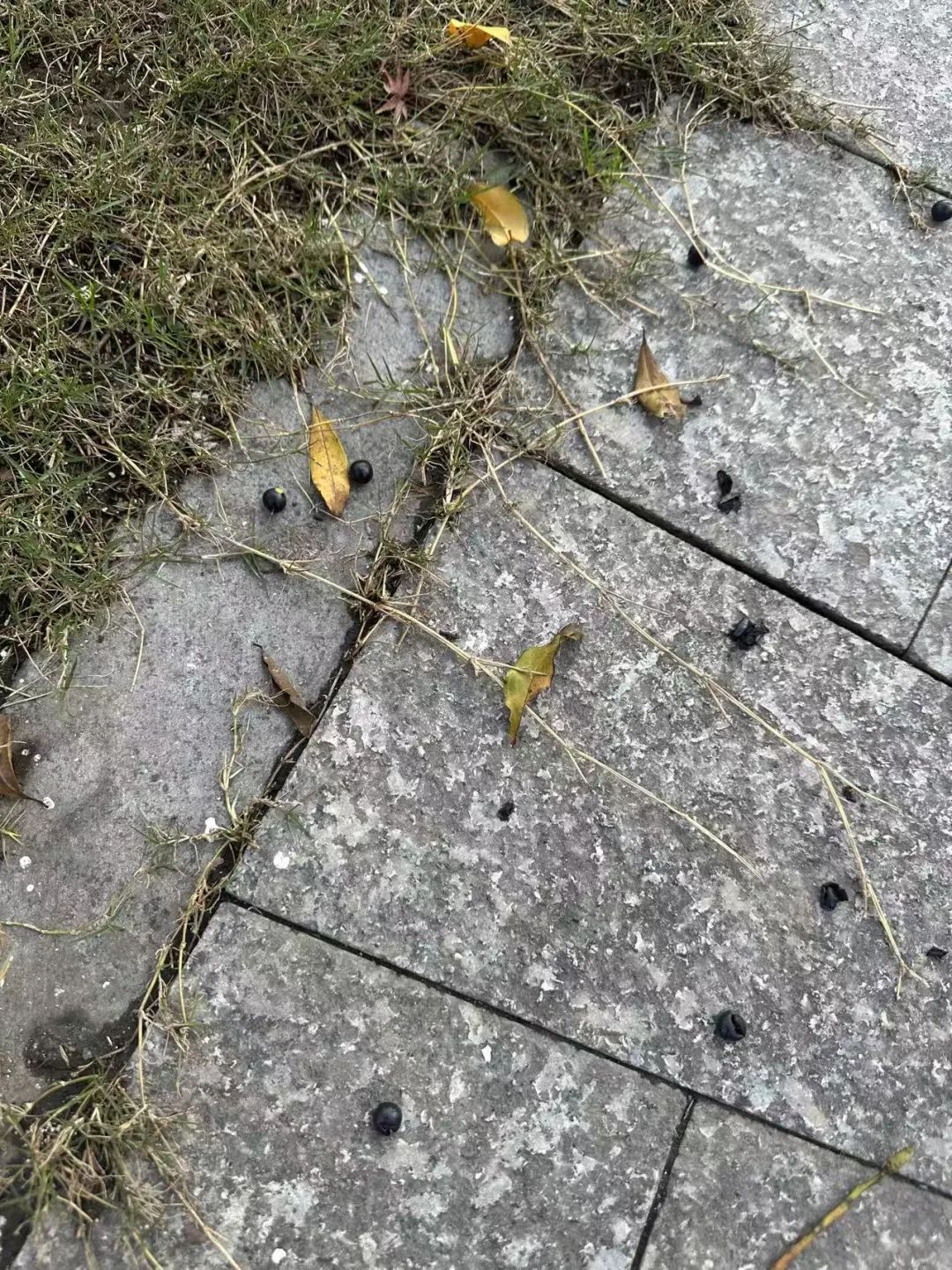 街头大量出现！别碰！