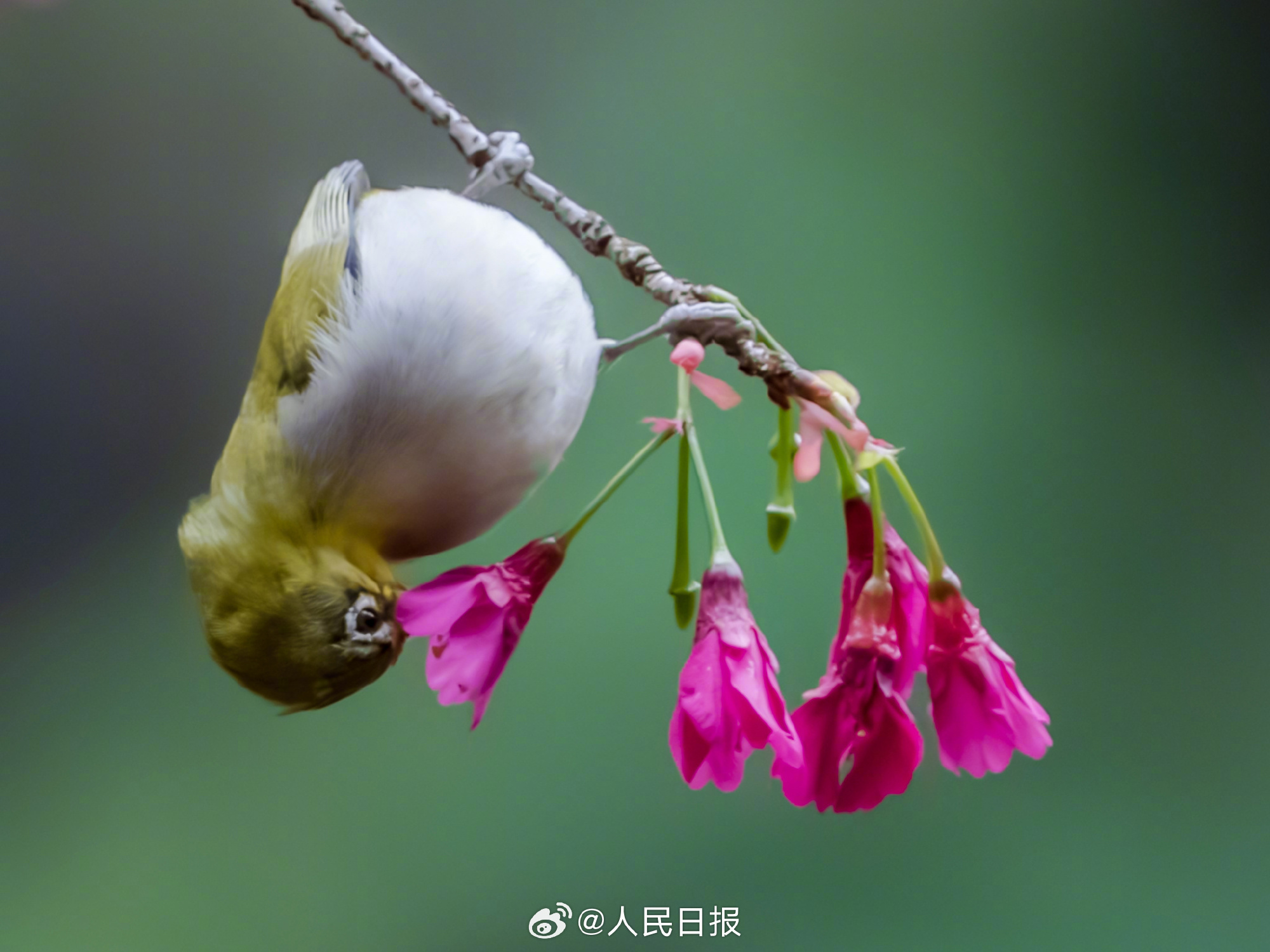 是春天啊！小鸟花间飞舞清新灵动