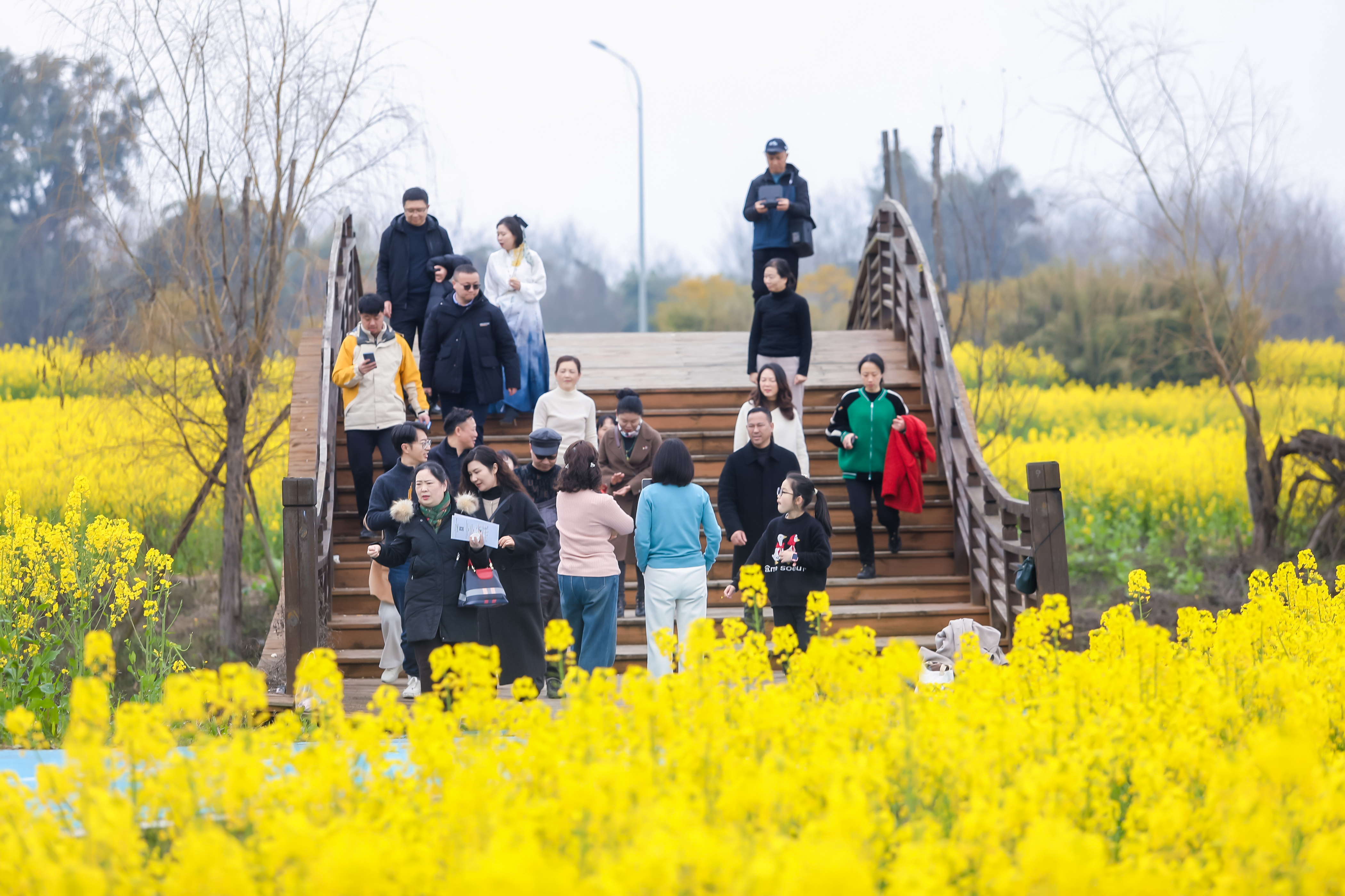 四川眉山：将“鲜花颜值”转化为“经济价值”