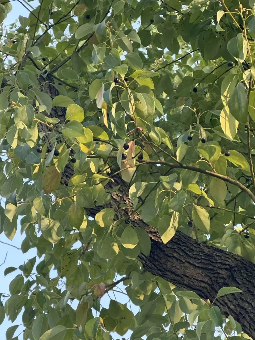 街头大量出现！别碰！