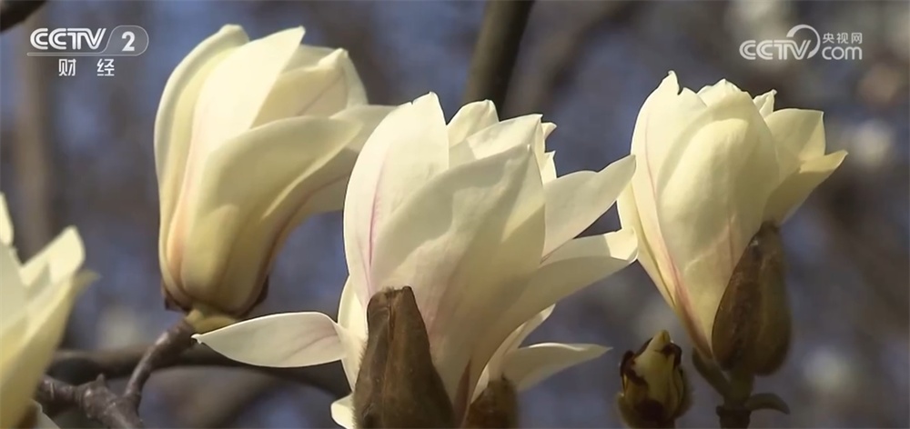 春日花经济“盛放”扮靓美丽乡村 以“花”为媒释放旅游市场新动能 春日花经济“盛放”扮靓美丽乡村 以“花”为媒释放旅游市场新动能