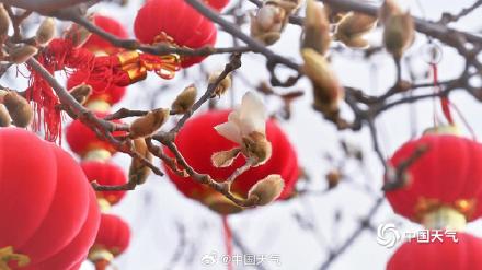 北京颐和园玉兰绽放美如壁纸