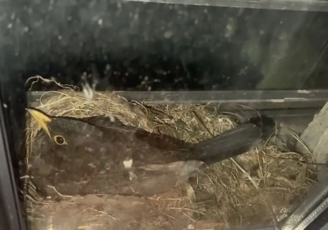 家中突现“小客人”,筑巢又生蛋,主人着急了:“如何与它相处?” 家中突现“小客人”,筑巢又生蛋,主人着急了:“如何与它相处?”