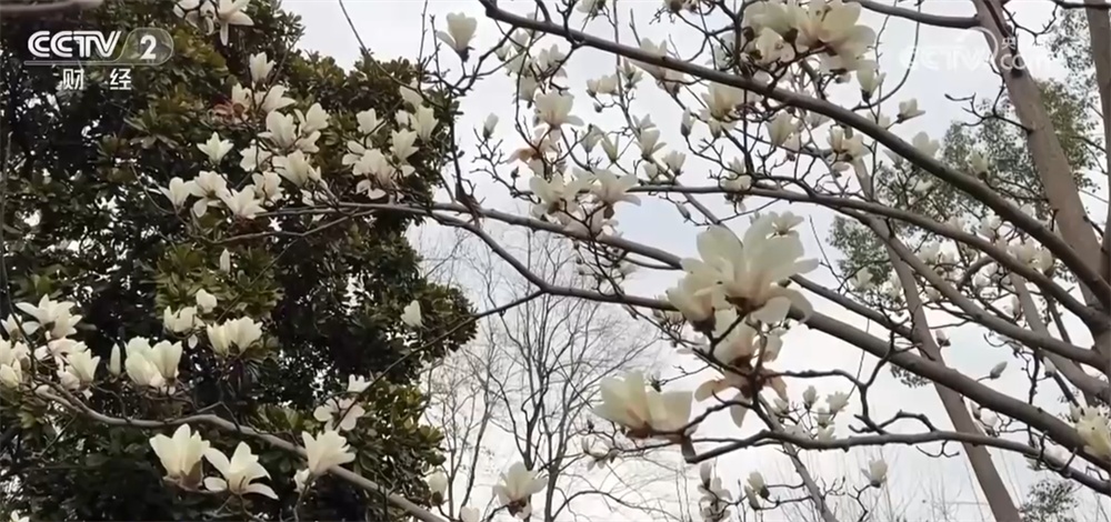 春日花经济“盛放”扮靓美丽乡村 以“花”为媒释放旅游市场新动能 春日花经济“盛放”扮靓美丽乡村 以“花”为媒释放旅游市场新动能