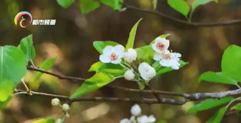 茶花、炮仗花、棠梨花…云南人的吃花季,把鸡蛋忙坏了! 茶花、炮仗花、棠梨花…云南人的吃花季,把鸡蛋忙坏了!