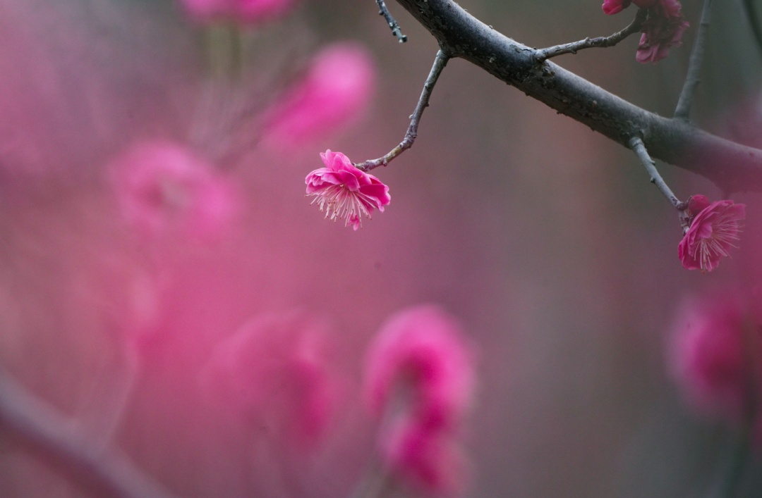 最高气温或突破20℃!郑州交警发布西流湖公园赏花出行图 最高气温或突破20℃!郑州交警发布西流湖公园赏花出行图