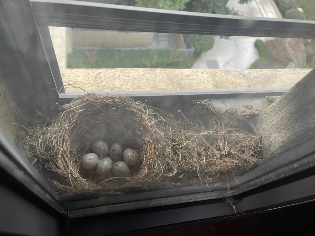 家中突现“小客人”,筑巢又生蛋,主人着急了:“如何与它相处?” 家中突现“小客人”,筑巢又生蛋,主人着急了:“如何与它相处?”