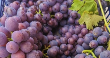 梨伤脾、柿损胃?水果吃错反伤身!一文教会你怎么吃最健康 梨伤脾、柿损胃?水果吃错反伤身!一文教会你怎么吃最健康