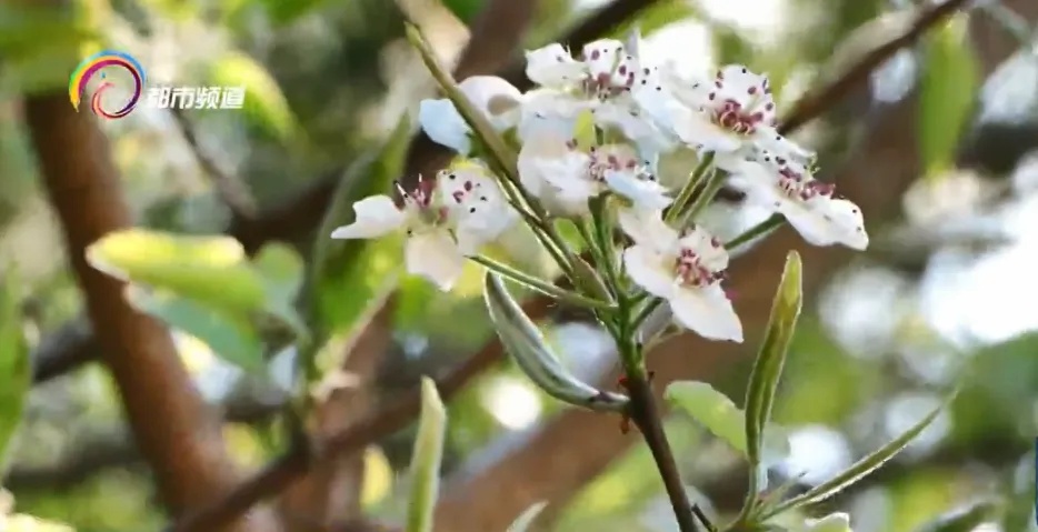 茶花、炮仗花、棠梨花…云南人的吃花季,把鸡蛋忙坏了! 茶花、炮仗花、棠梨花…云南人的吃花季,把鸡蛋忙坏了!