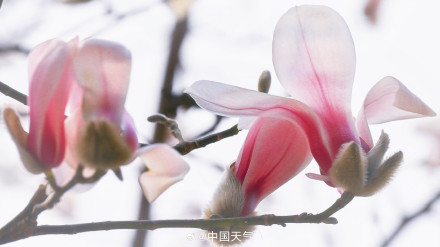 北京颐和园玉兰绽放美如壁纸