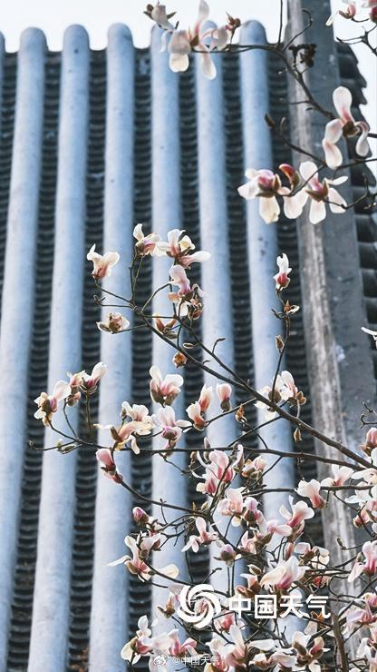 北京颐和园玉兰绽放美如壁纸