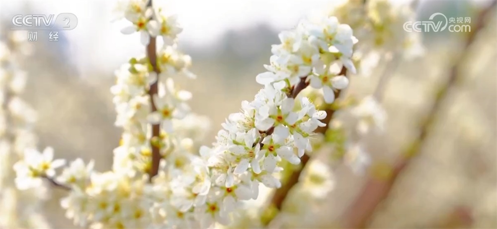 春日花经济“盛放”扮靓美丽乡村 以“花”为媒释放旅游市场新动能 春日花经济“盛放”扮靓美丽乡村 以“花”为媒释放旅游市场新动能