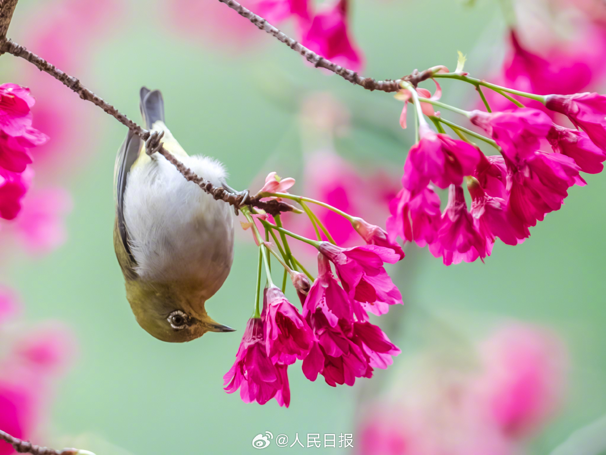 是春天啊！小鸟花间飞舞清新灵动