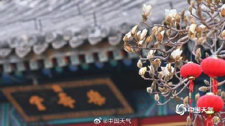 北京颐和园玉兰绽放美如壁纸