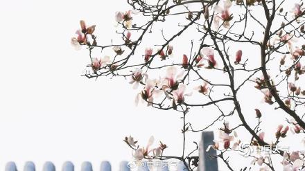 北京颐和园玉兰绽放美如壁纸