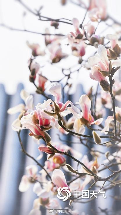 北京颐和园玉兰绽放美如壁纸