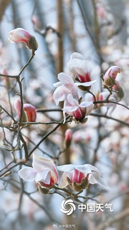 北京颐和园玉兰绽放美如壁纸