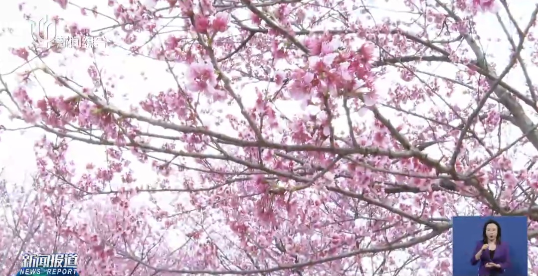 上海人屏不牢了!2天涌入10万人,有人因为这个天天被骂,“人少景美”能实现吗? 上海人屏不牢了!2天涌入10万人,有人因为这个天天被骂,“人少景美”能实现吗?