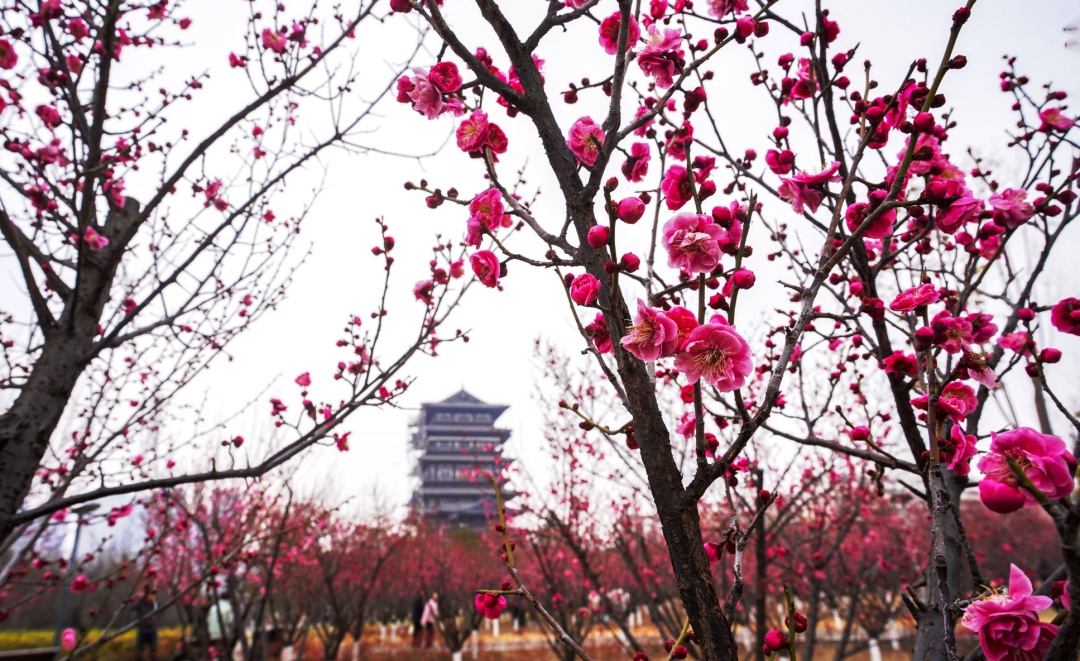 最高气温或突破20℃!郑州交警发布西流湖公园赏花出行图 最高气温或突破20℃!郑州交警发布西流湖公园赏花出行图