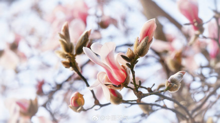 北京颐和园玉兰绽放美如壁纸