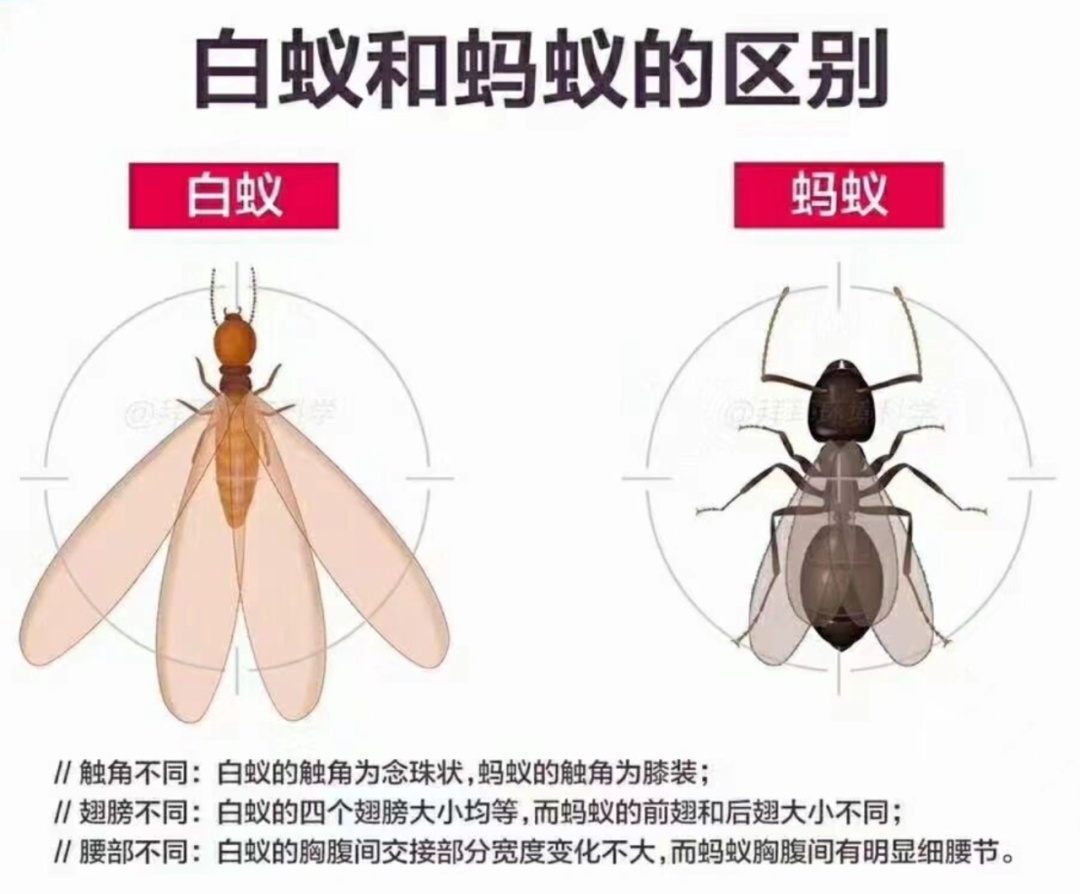 虫虫总动员！春季“虫害地图”曝光，你家上榜了吗？