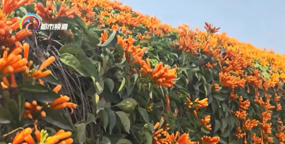 茶花、炮仗花、棠梨花…云南人的吃花季,把鸡蛋忙坏了! 茶花、炮仗花、棠梨花…云南人的吃花季,把鸡蛋忙坏了!